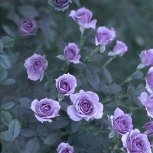 Meet your Posher, Lily - Picture 1 of 1